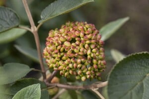 Viburnum rhytidophyllum 150- 200 cm