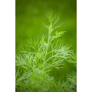 Artemisia abrotanum maritima