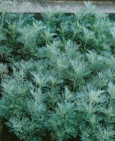 Artemisia abrotanum maritima