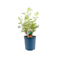 Artemisia abrotanum maritima 11 cm Topf -...