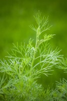 Artemisia abrotanum  maritima 11 cm Topf -...