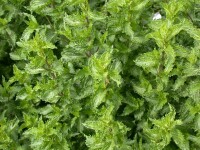 Mentha spicata crispa 11 cm Topf - Größe nach...