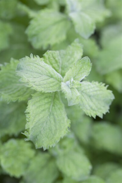 Mentha sp. Mojito Minze 9 cm Topf - Größe nach Saison