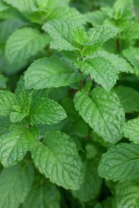 Mentha sp. Mojito Minze 9 cm Topf - Größe nach Saison