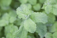 Mentha sp. Mojito Minze 9 cm Topf - Größe nach Saison