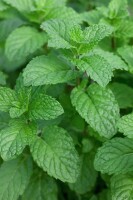 Mentha sp. Mojito Minze 9 cm Topf - Größe nach Saison