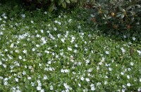 Bodendecker Vinca minor alba 9 cm Topf - Größe nach Saison