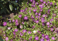 Bodendecker Vinca minor rubra 9 cm Topf - Größe nach Saison