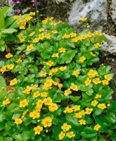 Bodendecker Waldsteinia ternata 9 cm Topf - Größe nach Saison