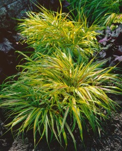 Hakonechloa macra C2