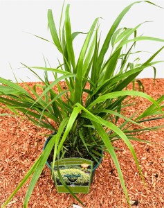 Hakonechloa macra C2