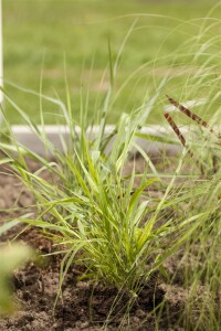 Hakonechloa macra C2