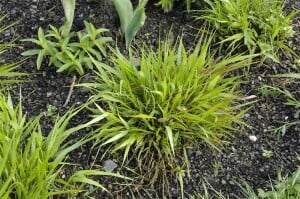 Hakonechloa macra C2