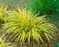 Hakonechloa macra C2