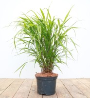 Hakonechloa macra C2