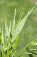 Hakonechloa macra C2