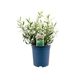Currykraut (Helichrysum Italicum) Im Topf – Mehrjähriges Duftkraut Für Balkon & Kräuterbeet