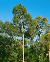 Eucalyptus citriodora