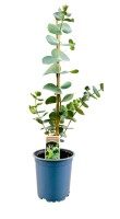 Eucalyptus citriodora 11 cm Topf - Größe nach...