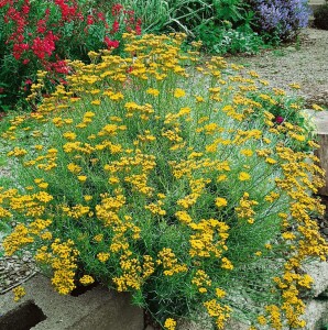 Helichrysum italicum 11 cm Topf - Größe nach Saison