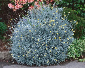 Helichrysum italicum 11 cm Topf - Größe nach Saison