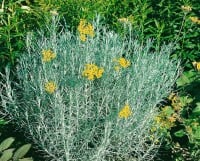 Helichrysum italicum 11 cm Topf - Größe nach Saison