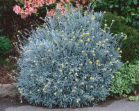 Helichrysum italicum 11 cm Topf - Größe nach Saison