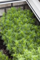 Tagetes filifolia 11 cm Topf - Größe nach Saison