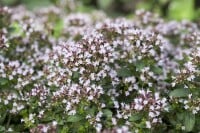 Origanum vulgare Compactum 11 cm Topf - Größe nach Saison