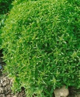 Origanum vulgare Compactum 11 cm Topf - Größe nach Saison