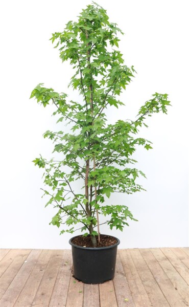 Liquidambar styraciflua 175- 200 cm