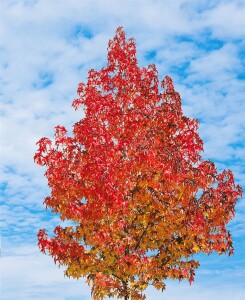 Liquidambar styraciflua 175- 200 cm