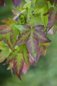 Liquidambar styraciflua 175- 200 cm