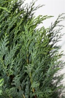 Chamaecyparis lawsoniana Columnaris 80- 100 cm