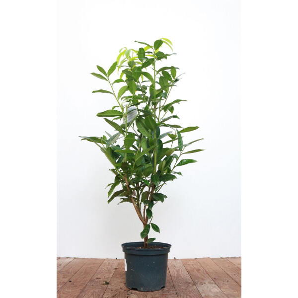 Prunus laurocerasus Genolia  -R- C 5 40- 60