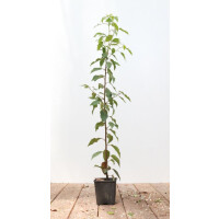 Prunus lusitanica Angustifolia 9 cm Topf 60- 80 cm