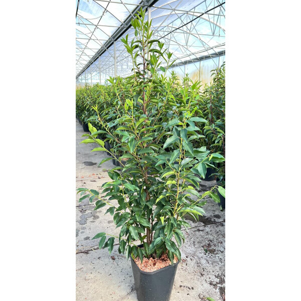 Prunus lusitanica Angustifolia C 60- 80