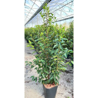 Prunus lusitanica Angustifolia 60- 80 cm