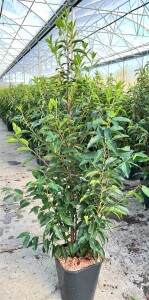 Prunus lusitanica Angustifolia Angebot C7,5 80- 100