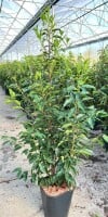 Prunus lusitanica Angustifolia Angebot C7,5 80- 100