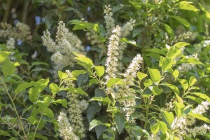 Prunus lusitanica Angustifolia  mB 125- 150 cm