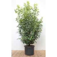 Prunus lusitanica Angustifolia kräftig 3xv 125- 150 cm