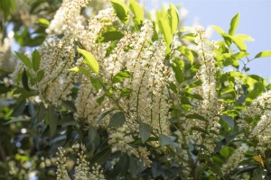 Prunus lusitanica Angustifolia kräftig 3xv mB 150- 175 cm