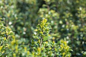 Ilex meserveae Heckenstar  -S- kräftig 4xv 125- 150 cm