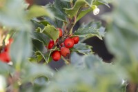 Ilex meserveae Heckenstar  -S- kräftig 4xv 125- 150 cm