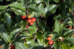 Ilex meserveae Heckenstar  -S- 3xv mB kräftig 150- 175