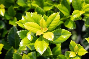 Ilex meserveae Heckenfee  -R- kräftig 3xv 125- 150 cm