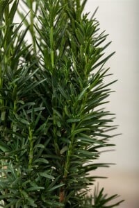 Taxus baccata Fastigiata Robusta C 2 30- 40