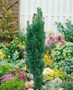 Taxus baccata Fastigiata Robusta C 2 30- 40