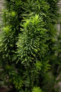 Taxus baccata Fastigiata Robusta C 2 30- 40